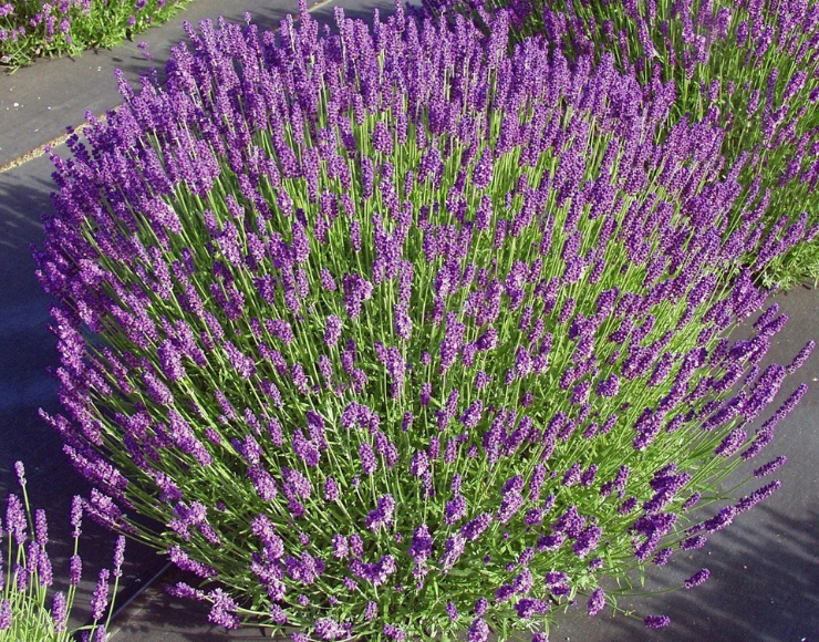 La Vandula Fidanı Satışı - Eroğlu Garden