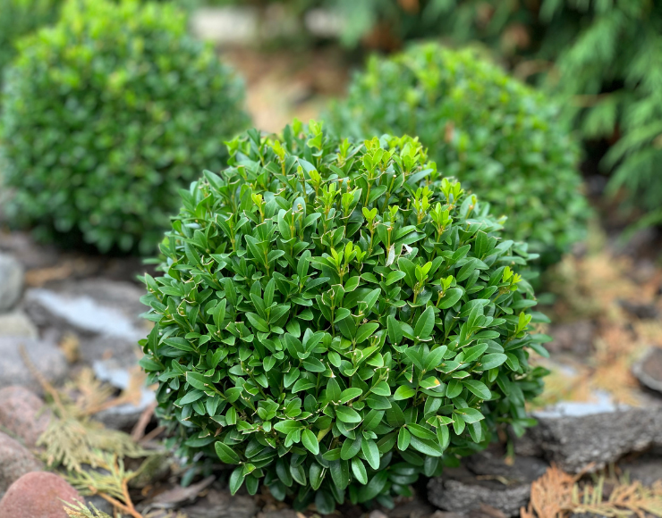 Şimşir Fidanı Satışı - Eroğlu Garden