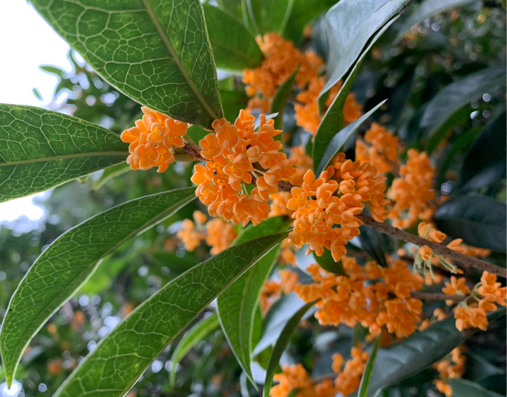 Osmanthus Fidanı Satışı İzmir