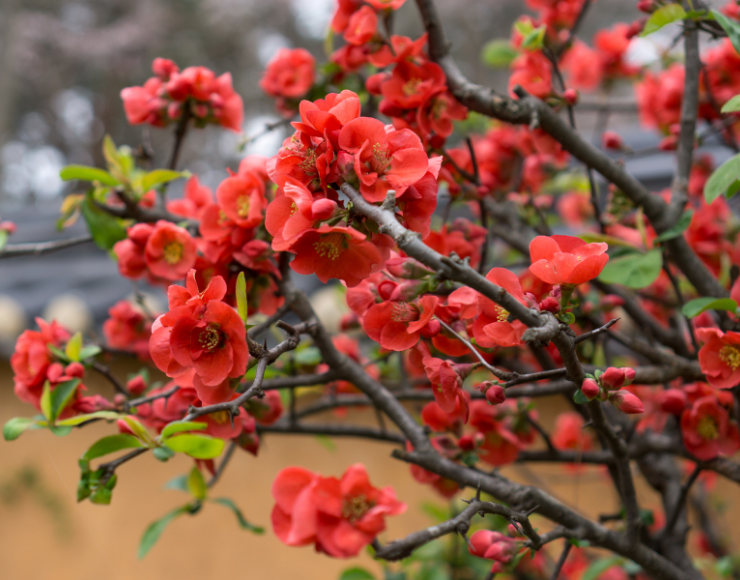 Camelia Fidanı Satışı İzmir