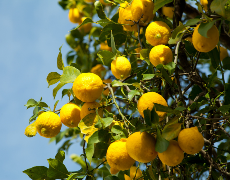 Limon ağacı satışı