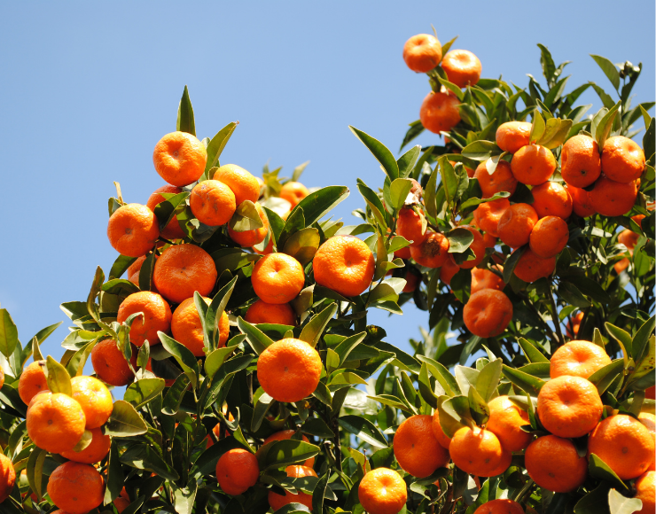Mandalina ağacı satışı