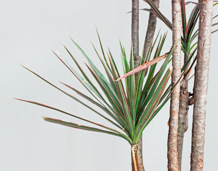 Dracaena Fidanı Satışı İzmir