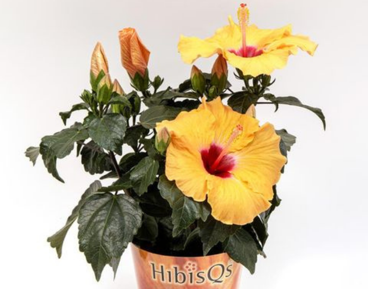 Hibiscus Fidanı Satışı İzmir