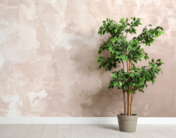 Ficus Benjamin Fidanı Satışı İzmir