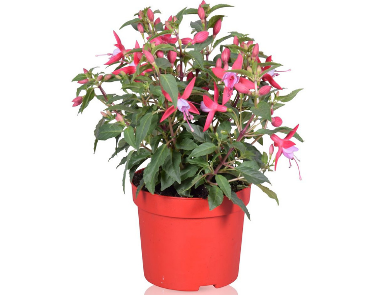 Fuchsia Fidanı Satışı İzmir