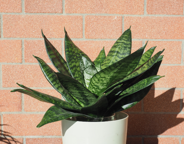 Sansevieria Fidanı Satışı İzmir