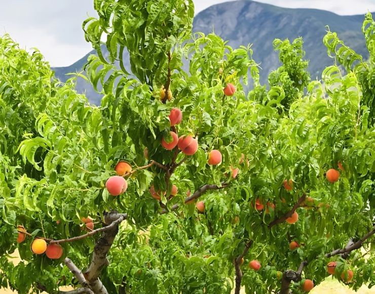 şeftali ağacı satışı