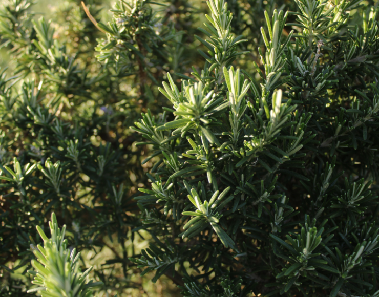 Rosemary fidanı satış - Eroğlu Garden